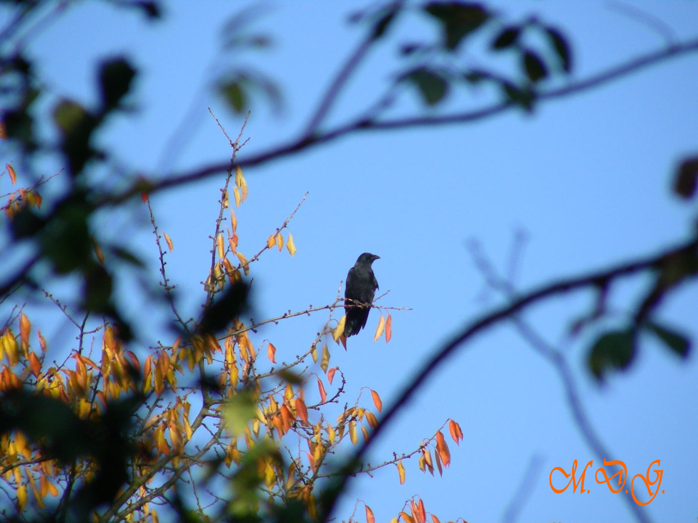 Corvus c.corone